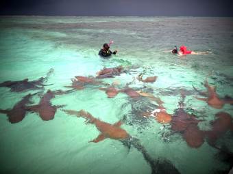 Snorkeling with sharks Snorkeling with sharks