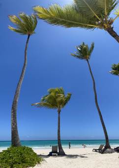 Punta Cana - Hotel Occidental - Palm Trees