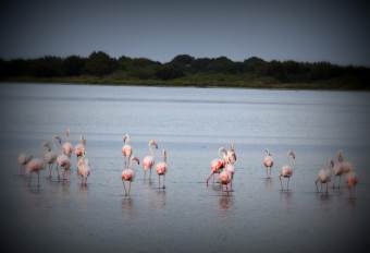 San Teodoros / Flamingos in the lagoon