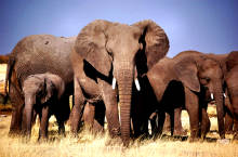 Elephants - Etosha national park