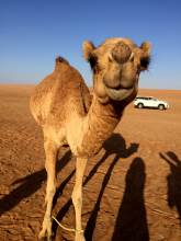 Wahiba desert - Camel