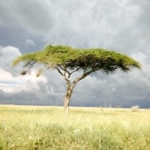 Tree in Serengeti